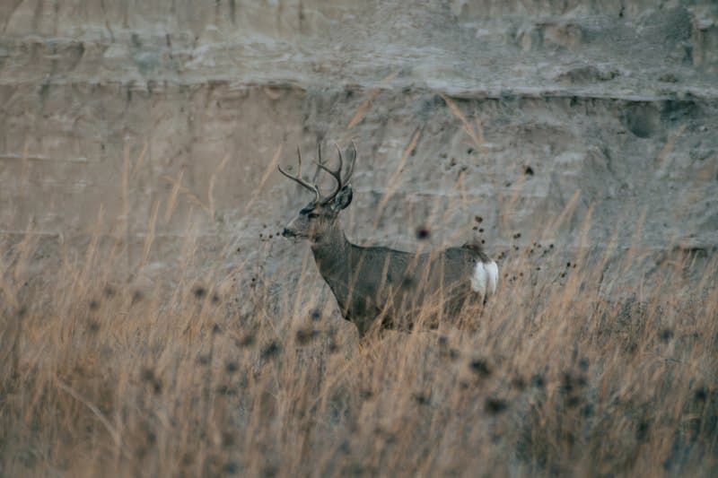 Badlands Buck