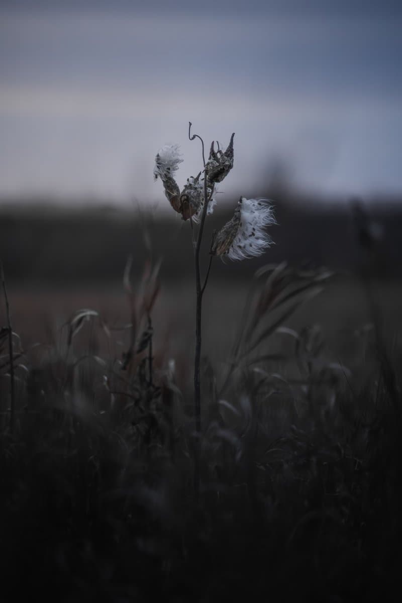 Milkweed Whispers