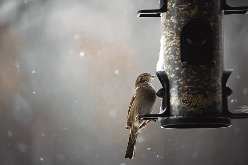 Winter Visitor