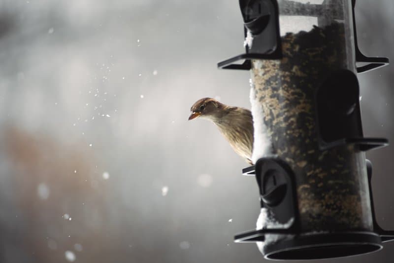 Snowy Perch