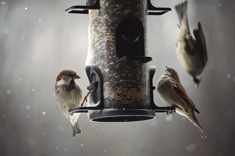 Feeder Gathering