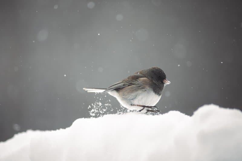 Junco in Snow
