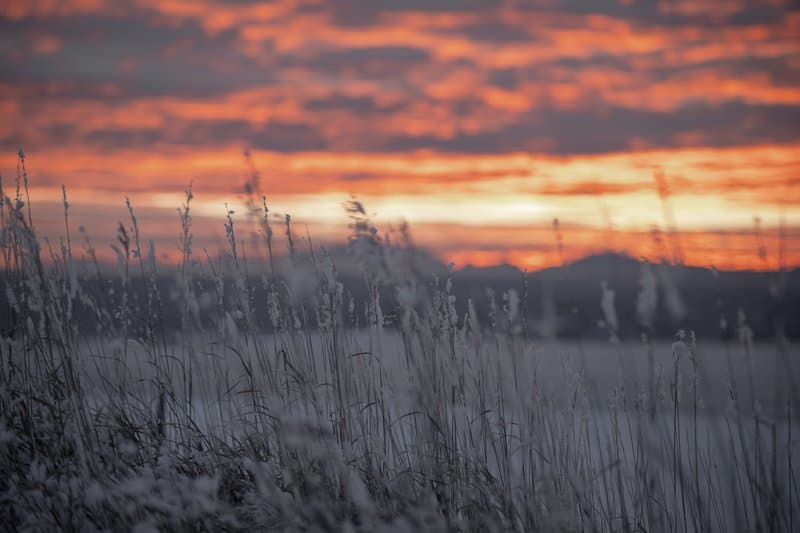 Frosted Grass Sunset
