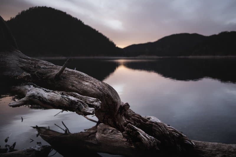 Driftwood Reflection